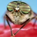 Генетики превращают мух в послушных киборгов.